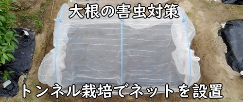 大根(だいこん・ミニ大根)の区画に防虫ネットを設置する