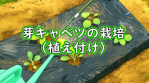 芽キャベツの植え付け(芽キャベツの苗の植え付け時期は、9月が最適)