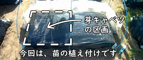 芽キャベツの栽培区画(芽キャベツの苗の植え付け場所)