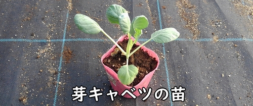 芽キャベツの苗