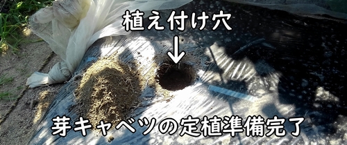 芽キャベツの植え付け準備完了