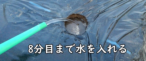 芽キャベツの植え付け穴に水を入れる