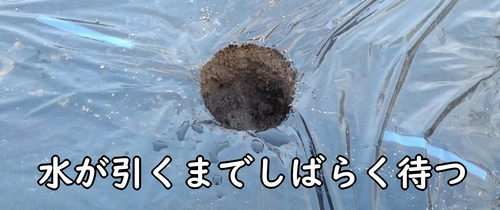 苗は、水が引いてから植える