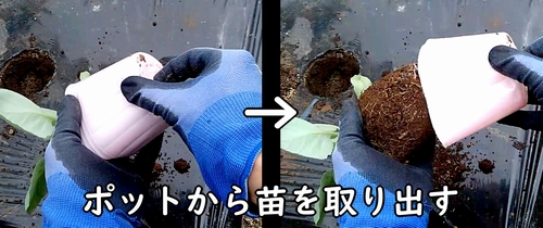 芽キャベツのポットから苗を取り出す