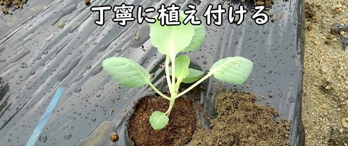 芽キャベツの苗を植え付ける