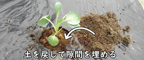 土を戻して隙間を埋める
