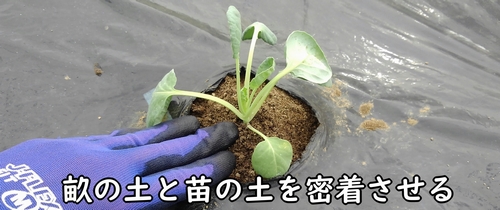 畝の土と苗の土を密着させる