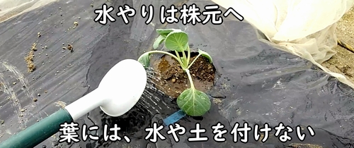 植え付け後の芽キャベツに水やり