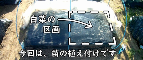 白菜の栽培区画(ミニ白菜・ハクサイの植え付け場所)