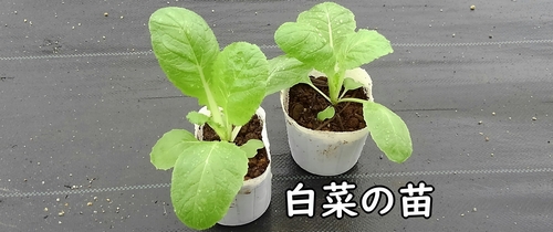 白菜の苗(ミニ白菜・ハクサイの苗)
