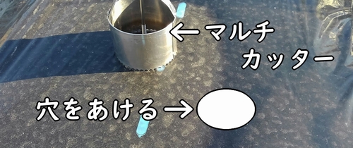 白菜(ミニ白菜、ハクサイ)の植え付け位置に穴をあける