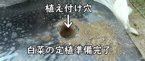 白菜(ミニ白菜、ハクサイ)の植え付け準備完了