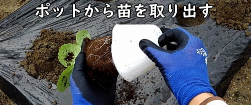 白菜(ミニ白菜、ハクサイ)のポットから苗を取り出す