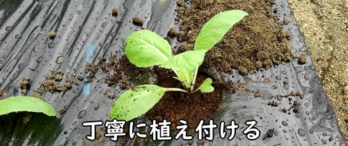 白菜(ハクサイ)の苗を植え付ける