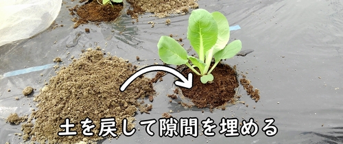 土を戻して隙間を埋める