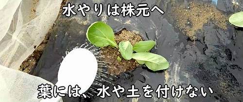 植え付け後の白菜(ミニ白菜、ハクサイ)に水やり