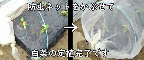 植え付け後の白菜に防虫ネットをかぶせる(ミニ白菜、ハクサイのトンネル栽培)