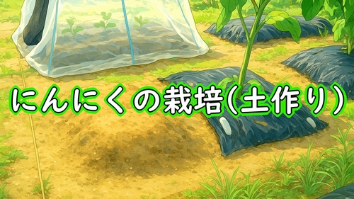 ニンニク(大蒜・にんにく)の土作り