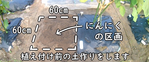 ニンニク(大蒜・にんにく)の栽培区画
