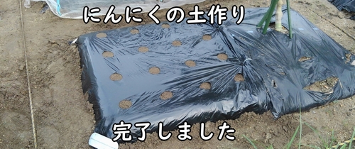 にんにく(大蒜・ニンニク)の植え付け前の土作り完了です