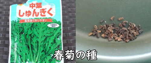 春菊(しゅんぎく・菊菜・シュンギク)の種