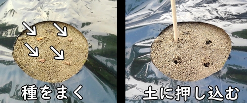 春菊(しゅんぎく・菊菜・シュンギク)の種まき方法は、点まきにします