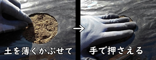 春菊(しゅんぎく・菊菜・シュンギク)の種を鎮圧する