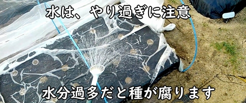 種まき後の春菊(しゅんぎく・菊菜・シュンギク)の区画に水をまく