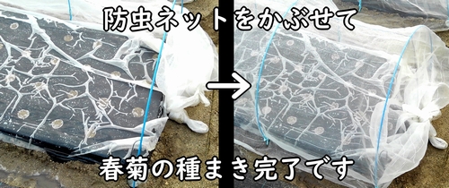 種まき後の春菊に防虫ネットをかぶせる(春菊のトンネル栽培)
