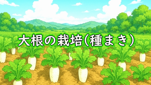 大根(ダイコン・ミニ大根)の種まき(大根が種まき時期です)