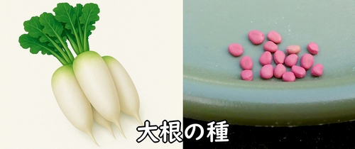 大根(ダイコン・ミニ大根)の種