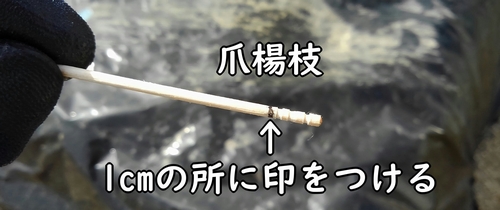 大根(だいこん・ミニ大根)の種まきに使う爪楊枝