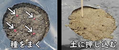 大根(ダイコン・ミニ大根)の種の植え方は、点まきにします