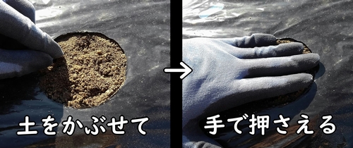 大根(ダイコン・ミニ大根)の種を鎮圧する