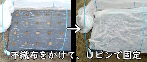 種まきした大根(だいこん・ミニ大根)の区画に不織布をかける