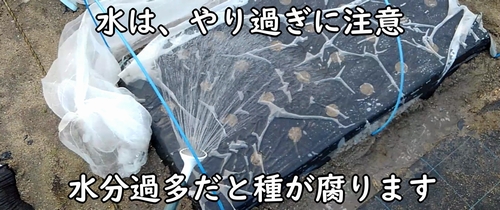 種まき後の大根(ダイコン・ミニ大根)の区画に水をまく