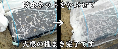 種まき後の大根に防虫ネットをかぶせる(だいこん・ミニ大根のトンネル栽培)