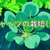 芽キャベツに肥料を追肥（芽キャベツの追肥の仕方）