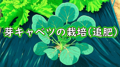 芽キャベツに肥料を追肥（芽キャベツの追肥の仕方）
