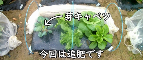 追肥時期になった芽キャベツ（芽キャベツの追肥の仕方）