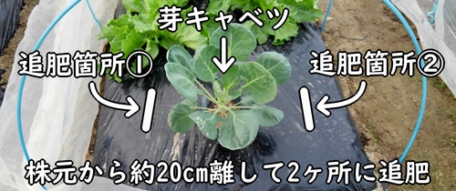 芽キャベツの追肥位置（芽キャベツの追肥場所は2ヶ所）