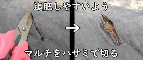 芽キャベツに追肥しやすいよう、マルチを切っておく