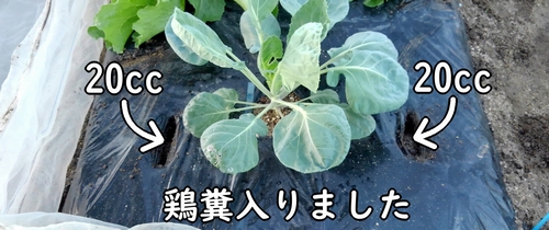 芽キャベツの追肥場所に鶏糞が入りました