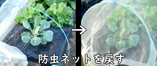 防虫ネットを戻す