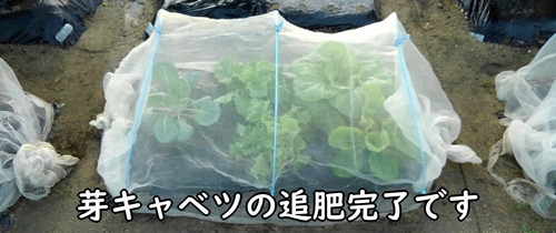 芽キャベツの追肥完了です