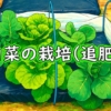 白菜に肥料を追肥（ミニ白菜・ハクサイの追肥の仕方）