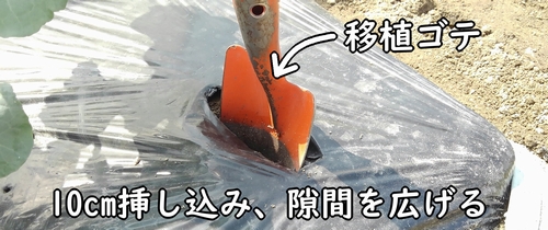 白菜の追肥のやり方（ミニ白菜、ハクサイの追肥方法）