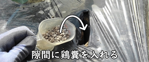 肥料を追肥箇所に入れる