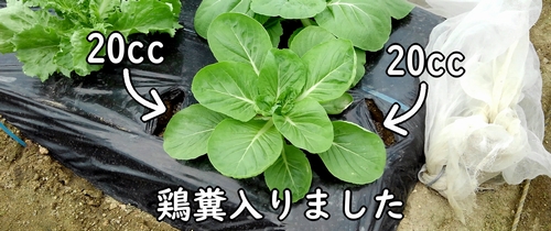 白菜（ミニ白菜、ハクサイ）の追肥場所に鶏糞が入りました