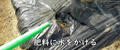 追肥した鶏糞に水をかける